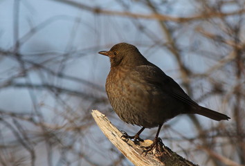 Eurasian Blackbird on branch, Turdus merula