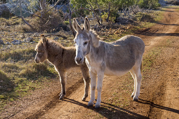 Grey female donkey and brown young foal in the field on hill Vidova Gora, island Brac in Croatia