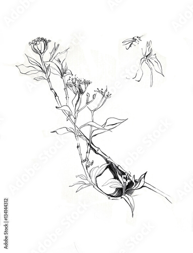 "Tropical branch with flowers. Hand made drawing of a rain forest plant