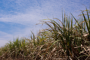 Sugar cane plantations in the green garden