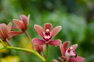 Orchid - the queen of flowers, bloomed in a botanical garden.
