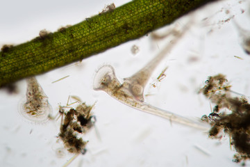 Freshwater Сiliates infusoria Stentor polymorphic filters water