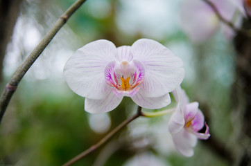 Fototapeta na wymiar Orchid - the queen of flowers, bloomed in a botanical garden.