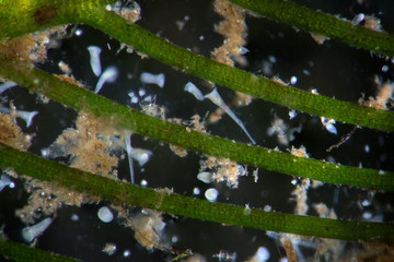 Freshwater algae watermilfoil Myriophyllum by microscope. Many of Сiliates infusoria Stentor polymorphic protozoa microorganisms on the leaf