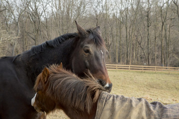 Obraz premium Horse Friends