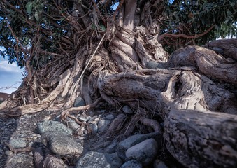 Roots