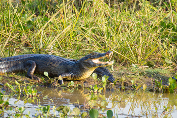 caiman which heats up in the morning sun.