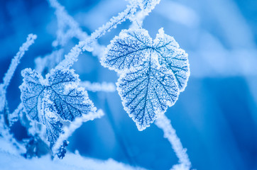 Frosty leaves in winter 