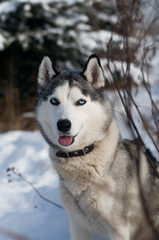 Siberian husky winter portrait