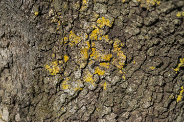Macro detail of yellowish green Lichen on a tree trunk