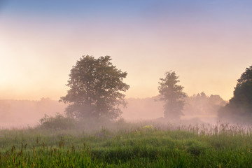 Naklejka na ściany i meble Summer misty dawn on the bog. Foggy swamp in the morning.