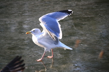 Mouette patineuse
