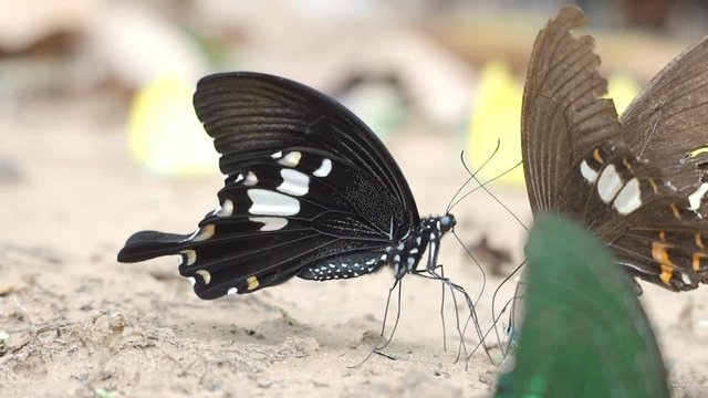butterflies eat mineral on the ground in natural outdoor