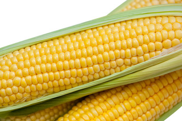 Young juicy ripe raw corn on the cob close-up lying on green leaves on a white background. Collect corn crop. The concept of healthy eating.