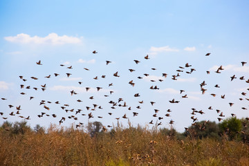 A large flock of sparrows flew to the field in search of food.
