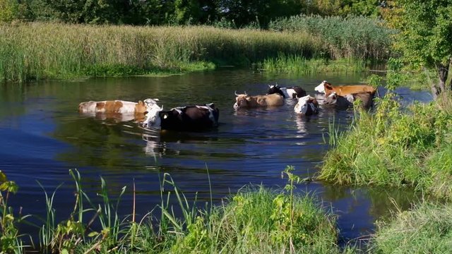 Cow herd having water treatment in summer Ukrainian river Merla