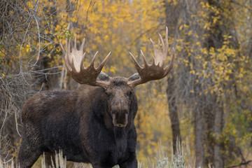 Fototapeta premium Bull Shiras Moose in the Fall Rut