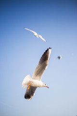 Seagulls