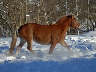 Hafling horse in the snow