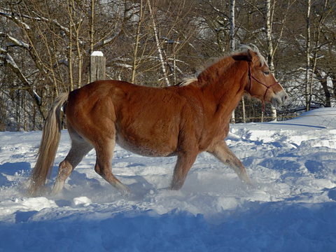 Hafling horse in the snow