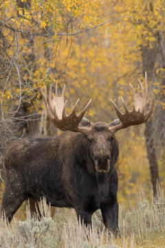 Fototapeta Bull Shiras Moose in the Fall Rut
