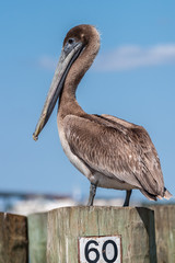 Brown pelican on pier