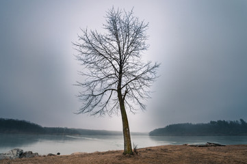 Fog, tree, grey, water, morning  - Powered by Adobe