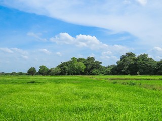 Beautiful Paddy Field with Trees and Blue Sky with clouds