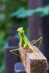 Amantide religiosa