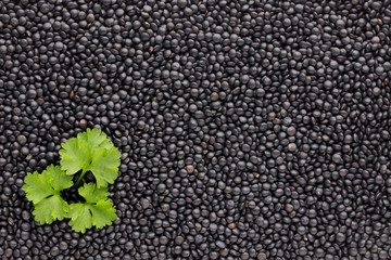 Food and cookery background of healthy dried  black lentils.
