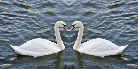 Swans forming a heart in the mirror