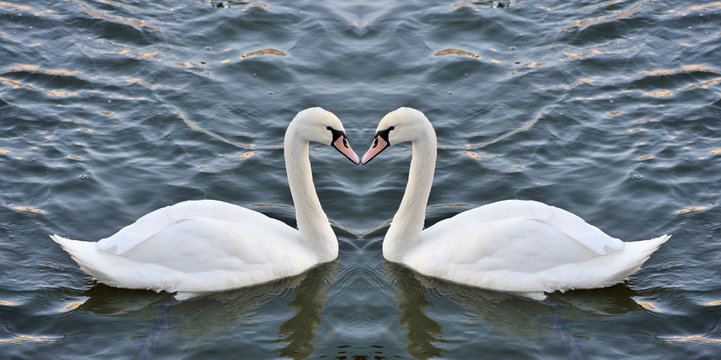 Swans forming a heart in the mirror