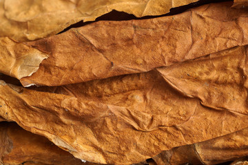 Dried tobacco leaves as background