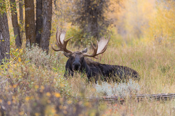 Bull Shiras Moose in the Fall Rut