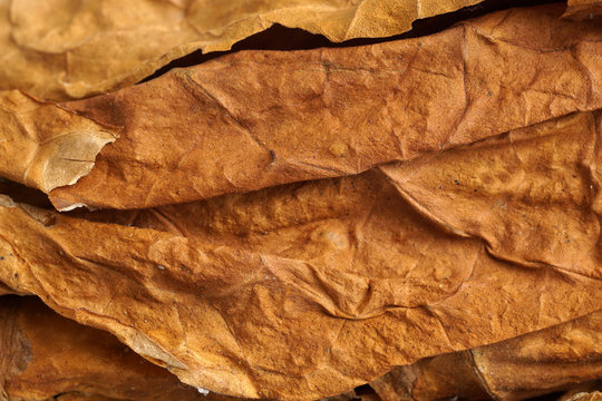 Dried Tobacco Leaves As Background