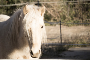 Horse white face