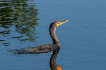 Cormorant on water