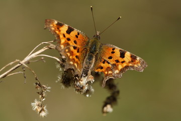 Großer Fuchs (Nymphalis polychloros)