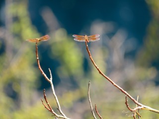 Golden Orange Dragon Fly on a Tree Branch with Blue and Green Bokeh Background