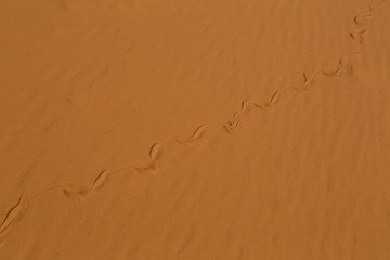 Sidewiinder Snake Tracks in Sand