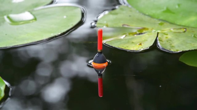 Fishing float in the pond among lily leaves. Angling tackle with a bobber