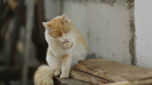 Whasing up cat