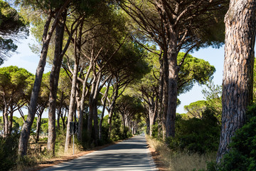 Fototapeta premium Pine tree avenue in the tuscan region Maremma in Italy