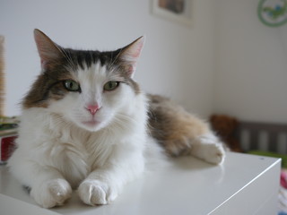 Fluffy cat sitting on table indoor