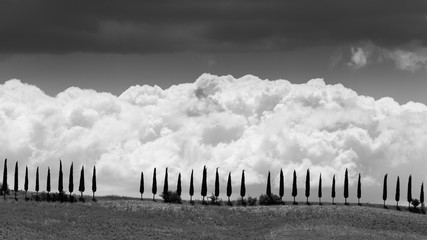 Obraz premium Cypress trees in a row in tuscan region San Quirico d Orcia, Ita