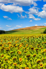 Sunflower fields in the tuscan region San Quirico d Orcia in Ita