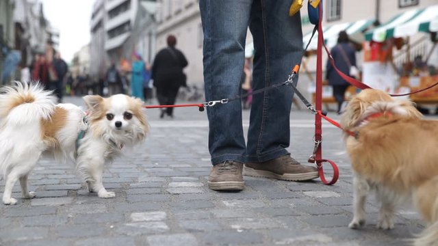Cute dogs on joint leash while in town with owner 4K
