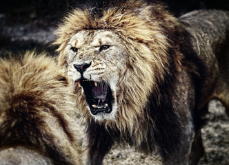 Obraz premium Lions fight for leadership