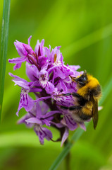 bumblebee on a flower
