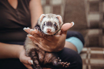 Close up Portrait of Ferret sitting on girl's hand and looking forward. Home pet consept. Selective...